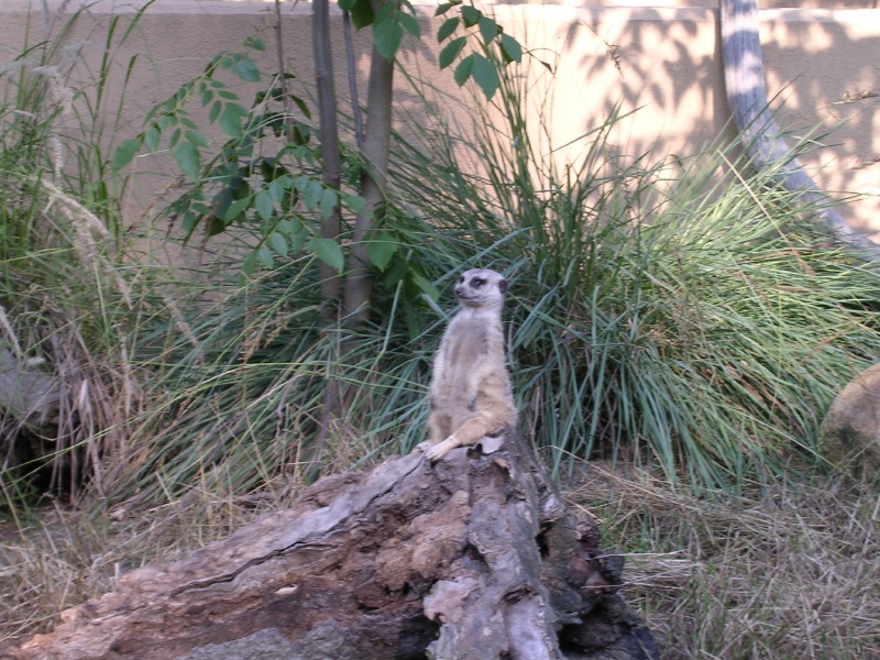 meerkat.jpg 